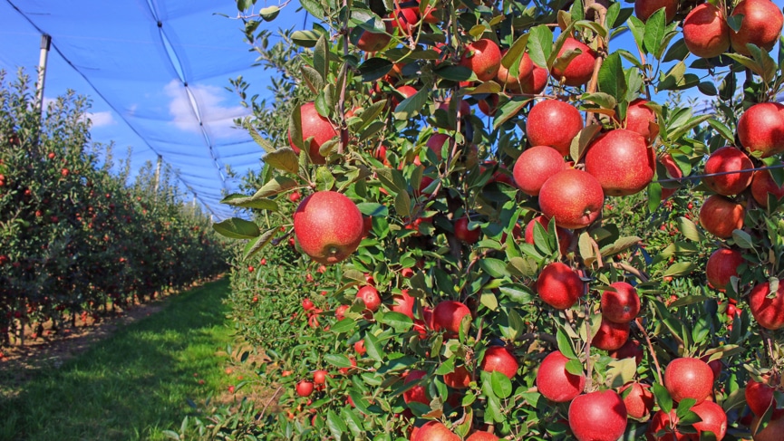 Apples ripening in a netted Cape orchard